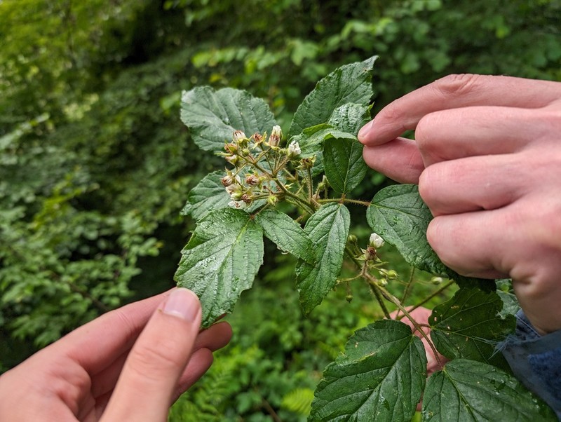 Rubus ignoratus