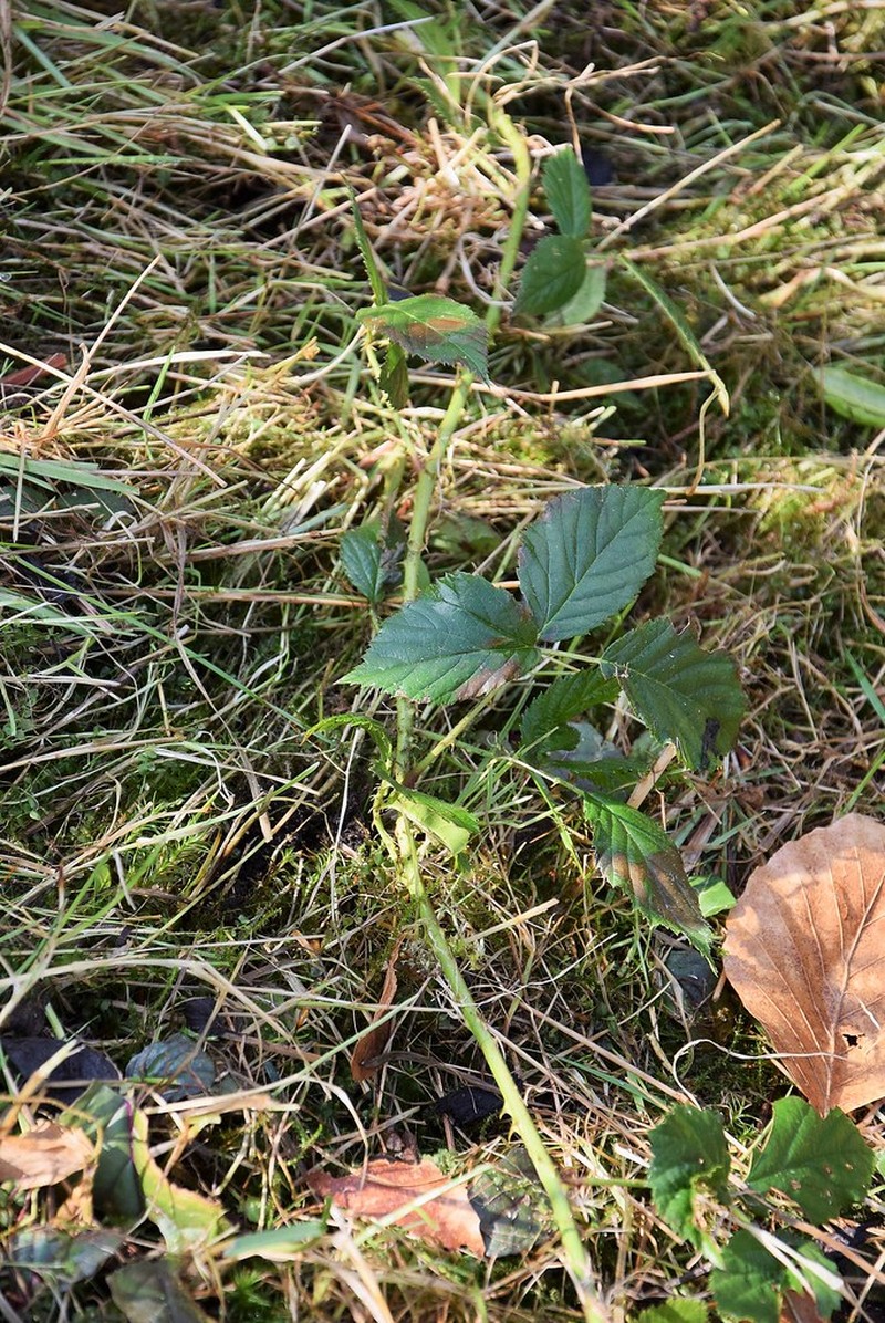 Rubus ignoratus photo 2