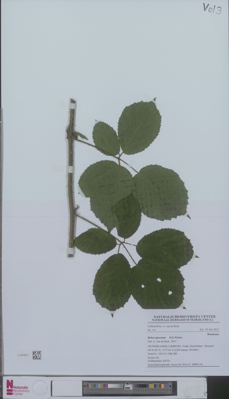 Rubus ignoratus photo 3
