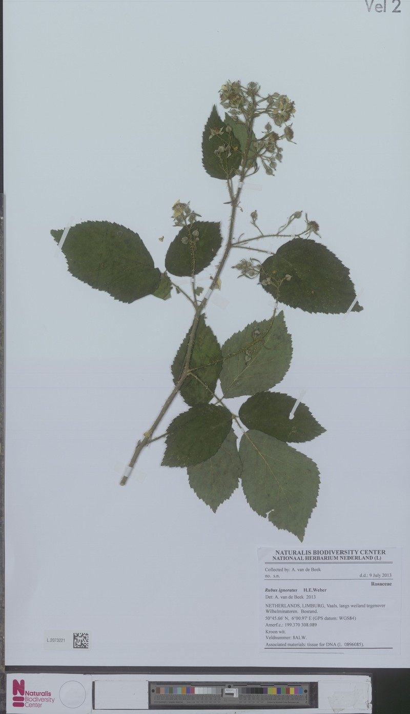 Rubus ignoratus photo 4