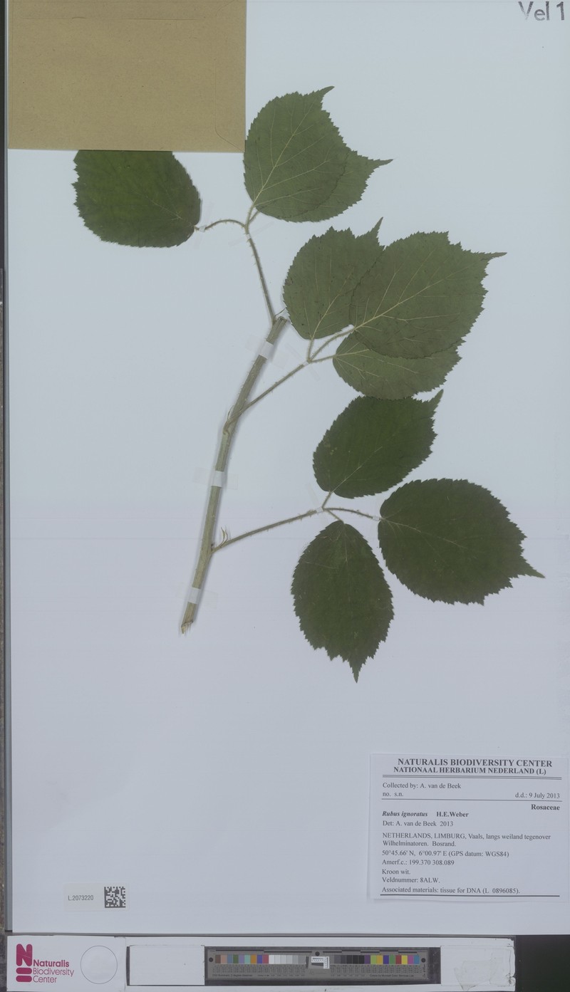 Rubus ignoratus photo 5
