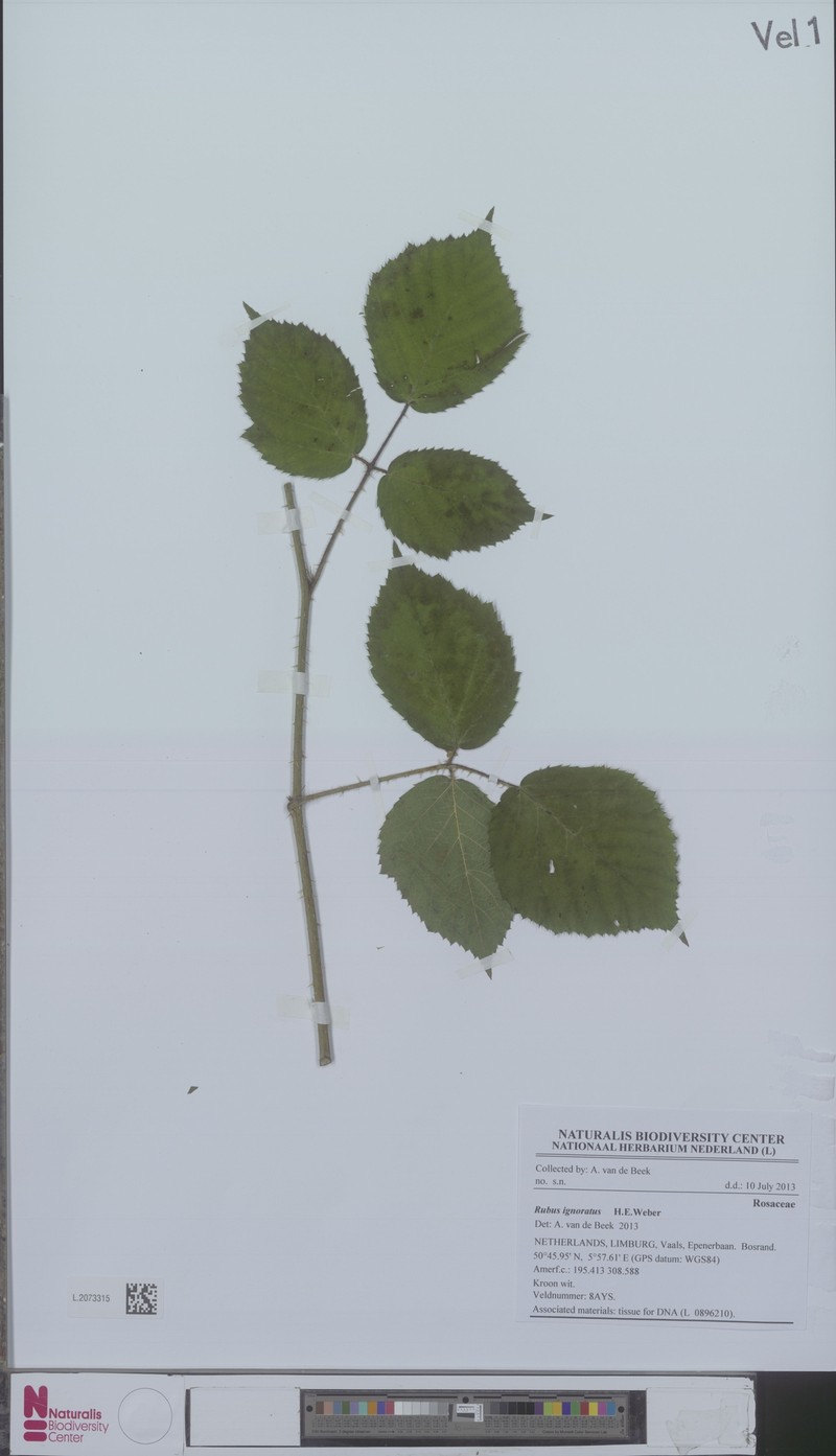Rubus ignoratus photo 6