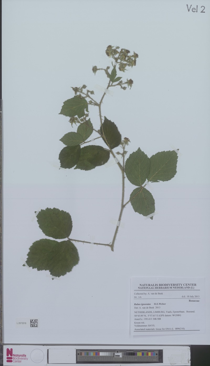 Rubus ignoratus photo 7