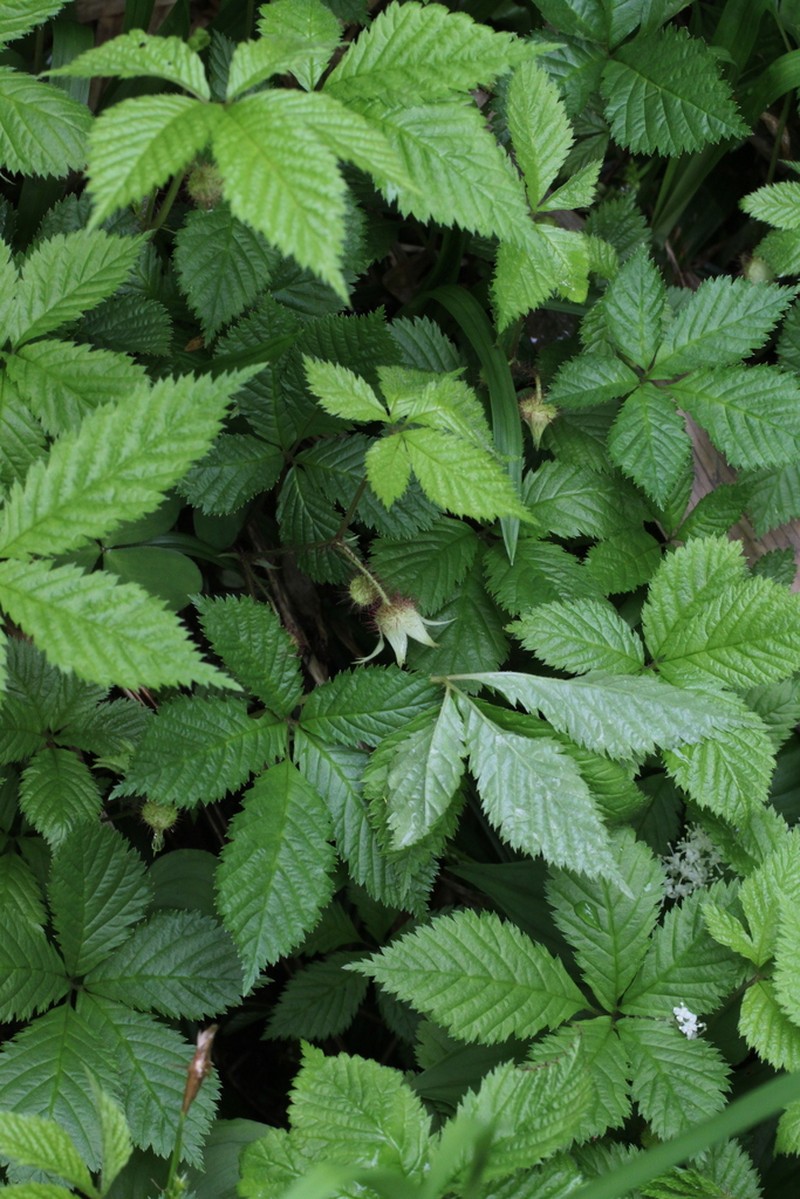Rubus ikenoensis photo 2