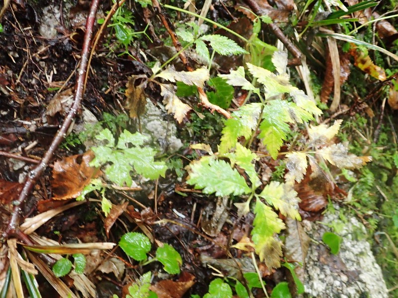 Rubus ikenoensis photo 3