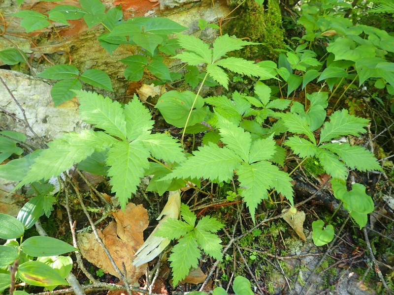 Rubus ikenoensis photo 4