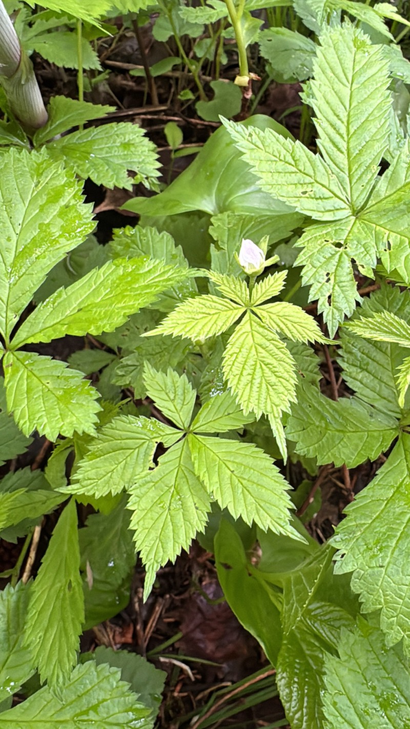 Rubus ikenoensis photo 5