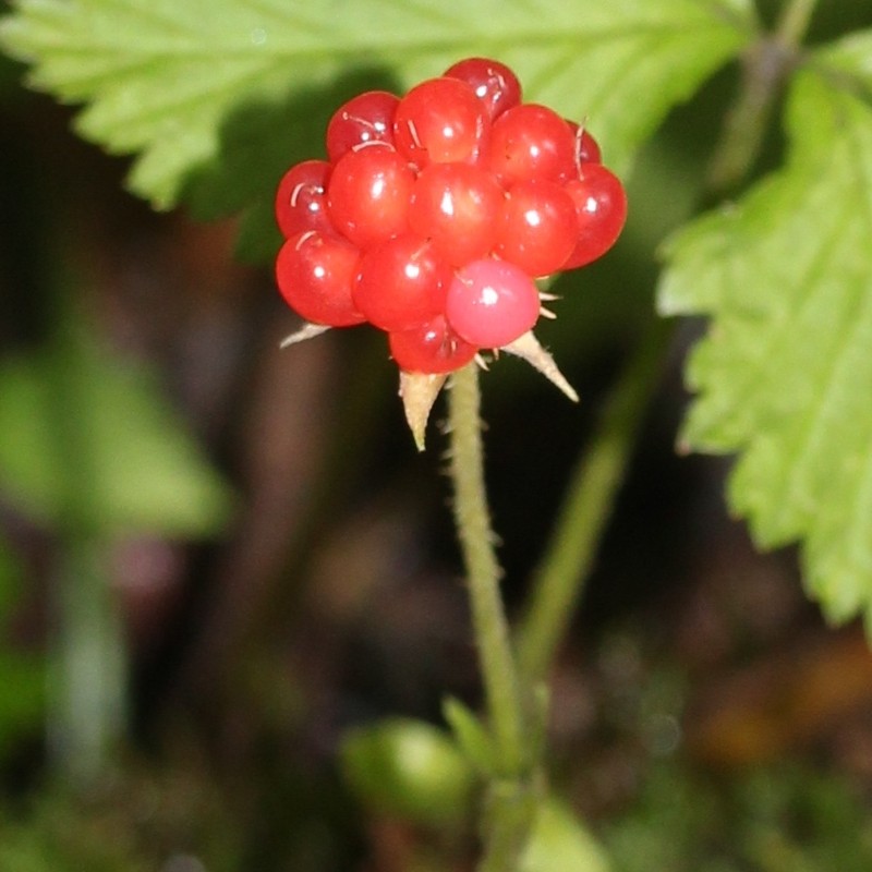 Rubus ikenoensis