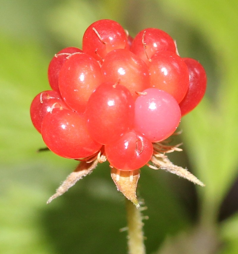 Rubus ikenoensis photo 6