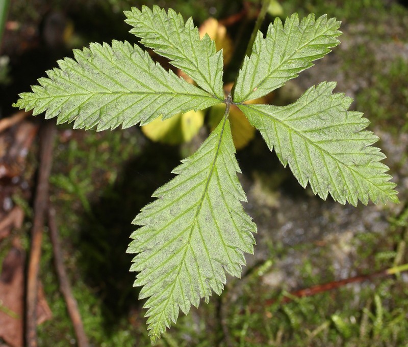 Rubus ikenoensis photo 7
