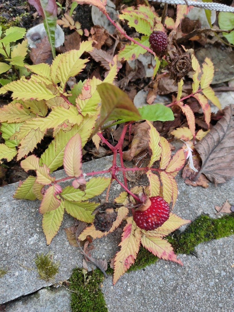 Strawberry Raspberry photo 5