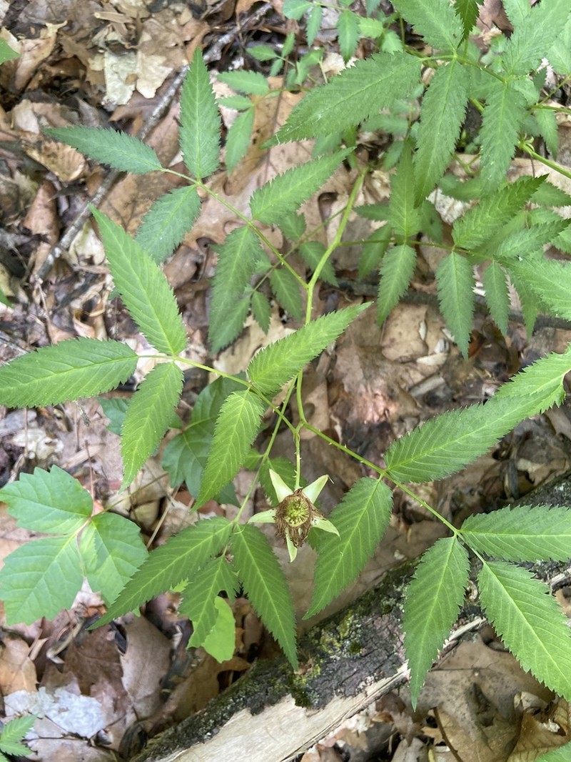 Strawberry Raspberry photo 7
