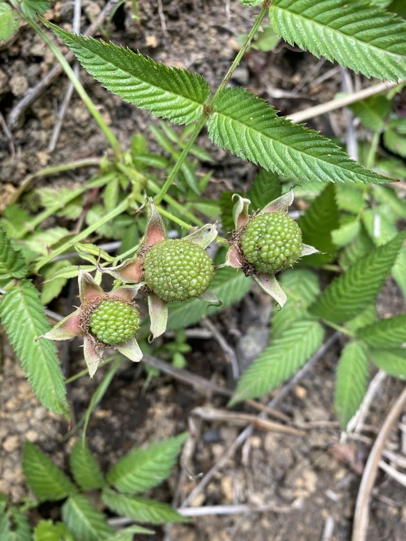 Strawberry Raspberry photo 8