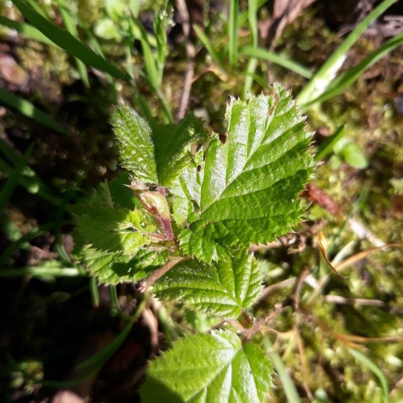 Rubus imbricatus