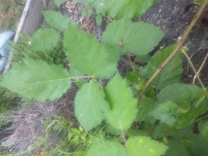 Rubus imbricatus photo 2