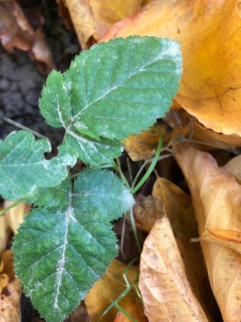 Rubus imbricatus photo 3