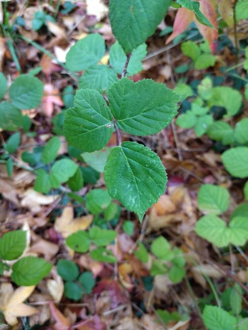 Rubus imbricatus photo 4
