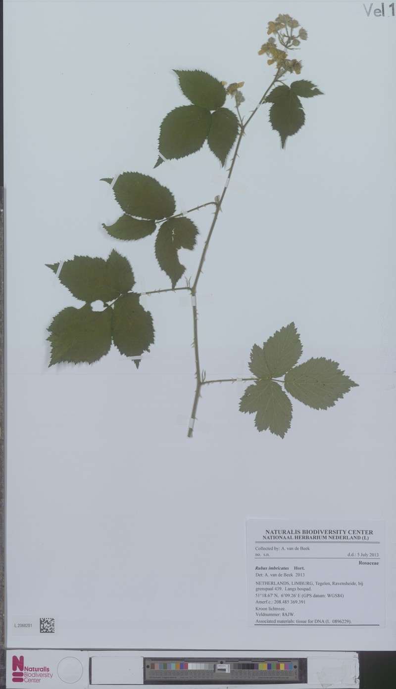 Rubus imbricatus photo 5