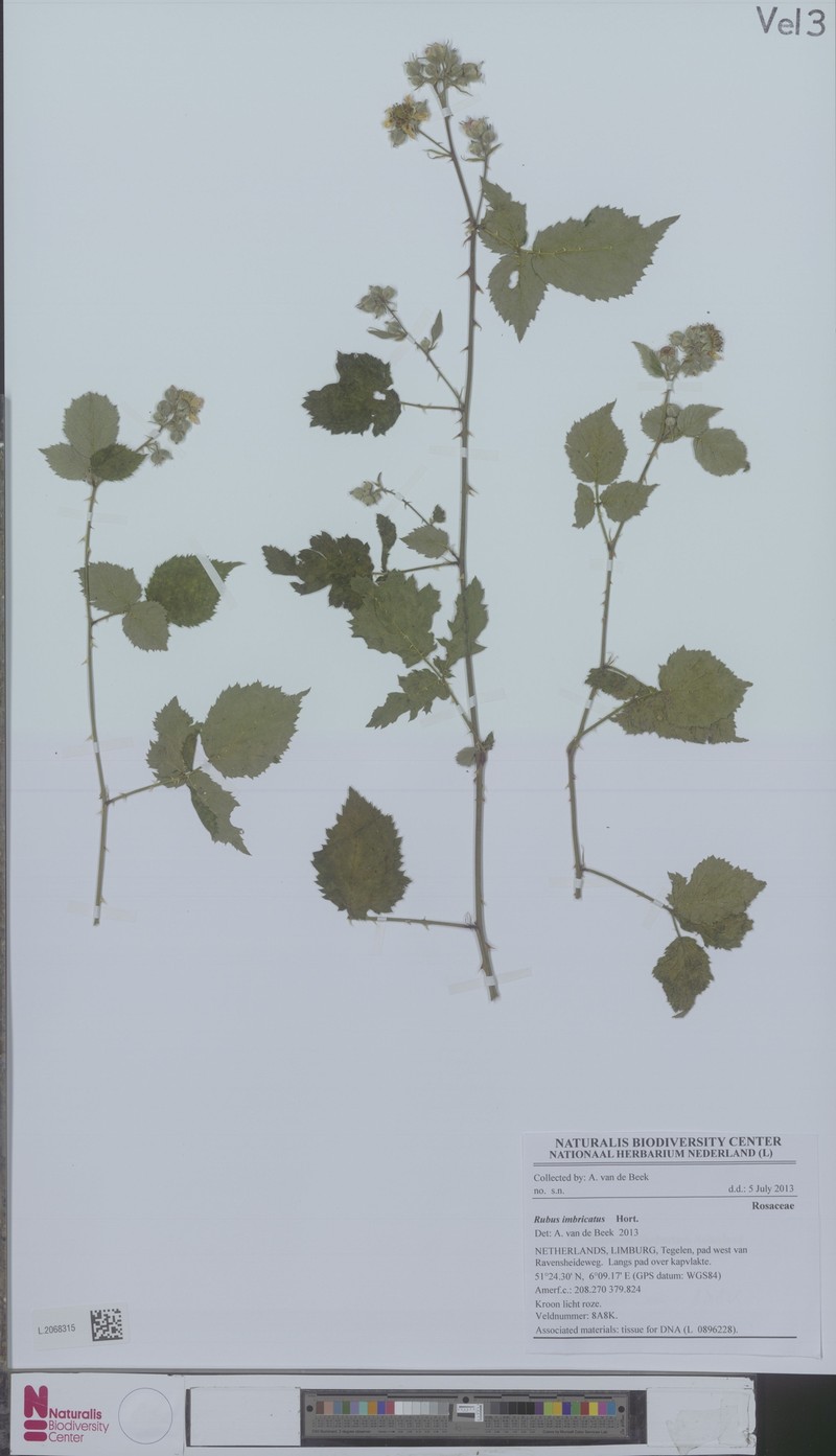 Rubus imbricatus photo 6
