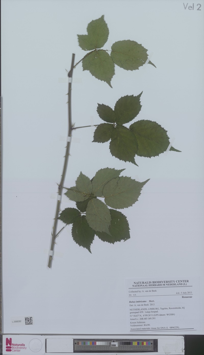 Rubus imbricatus photo 7