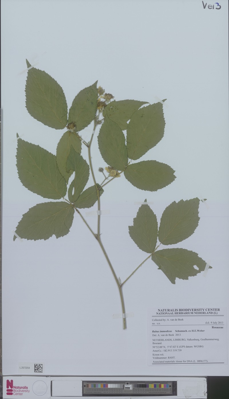 Rubus immodicus