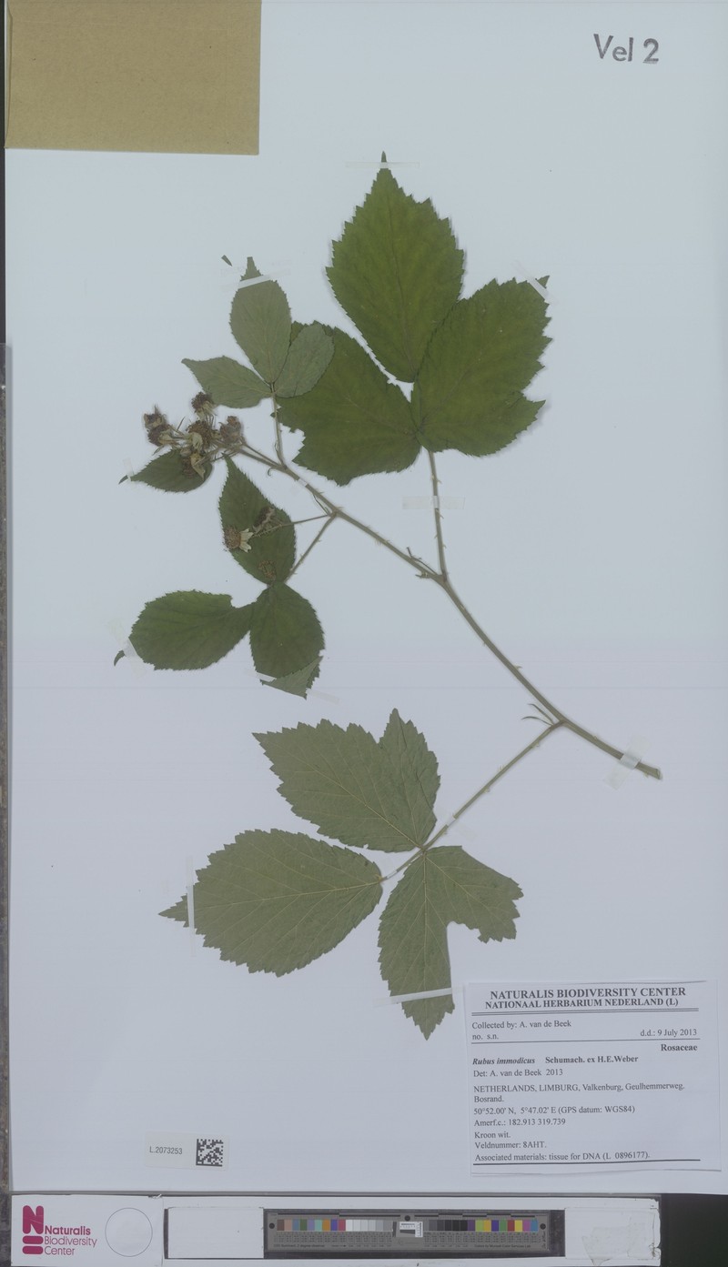Rubus immodicus photo 2