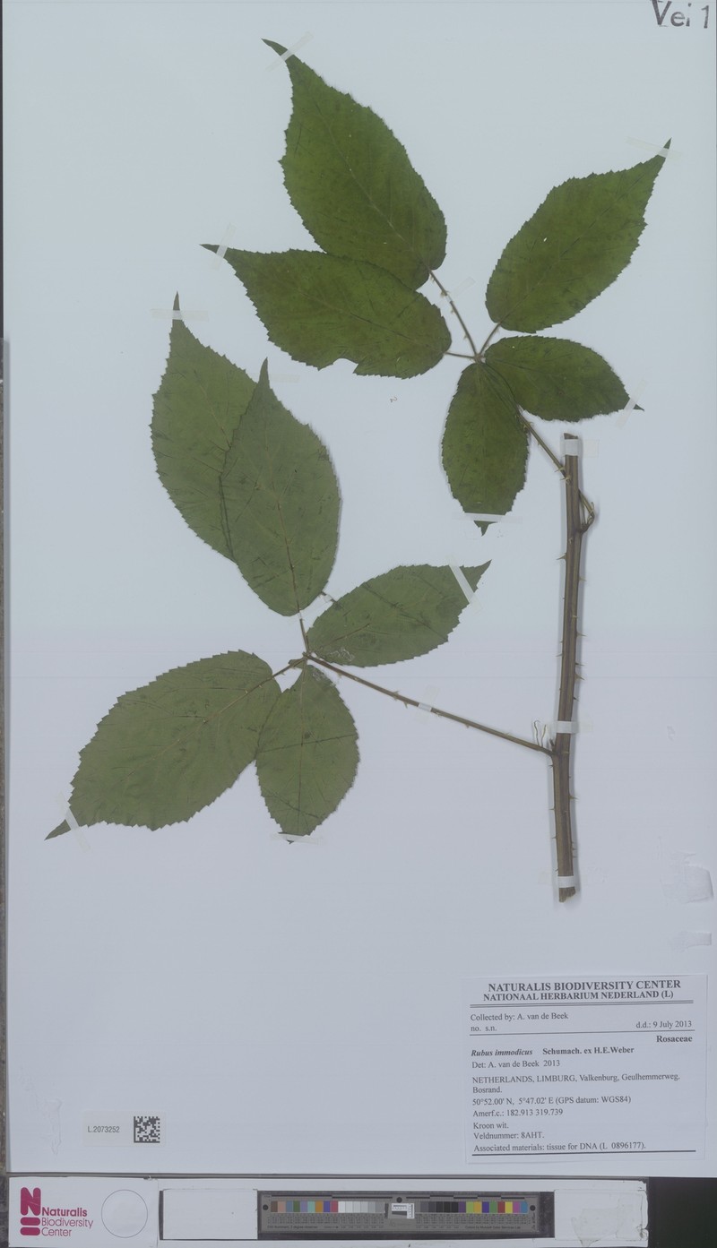 Rubus immodicus photo 3