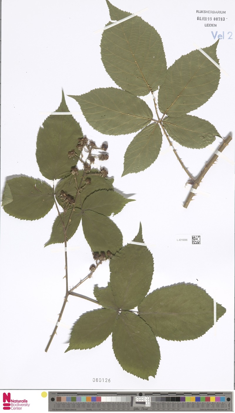 Rubus immodicus photo 4