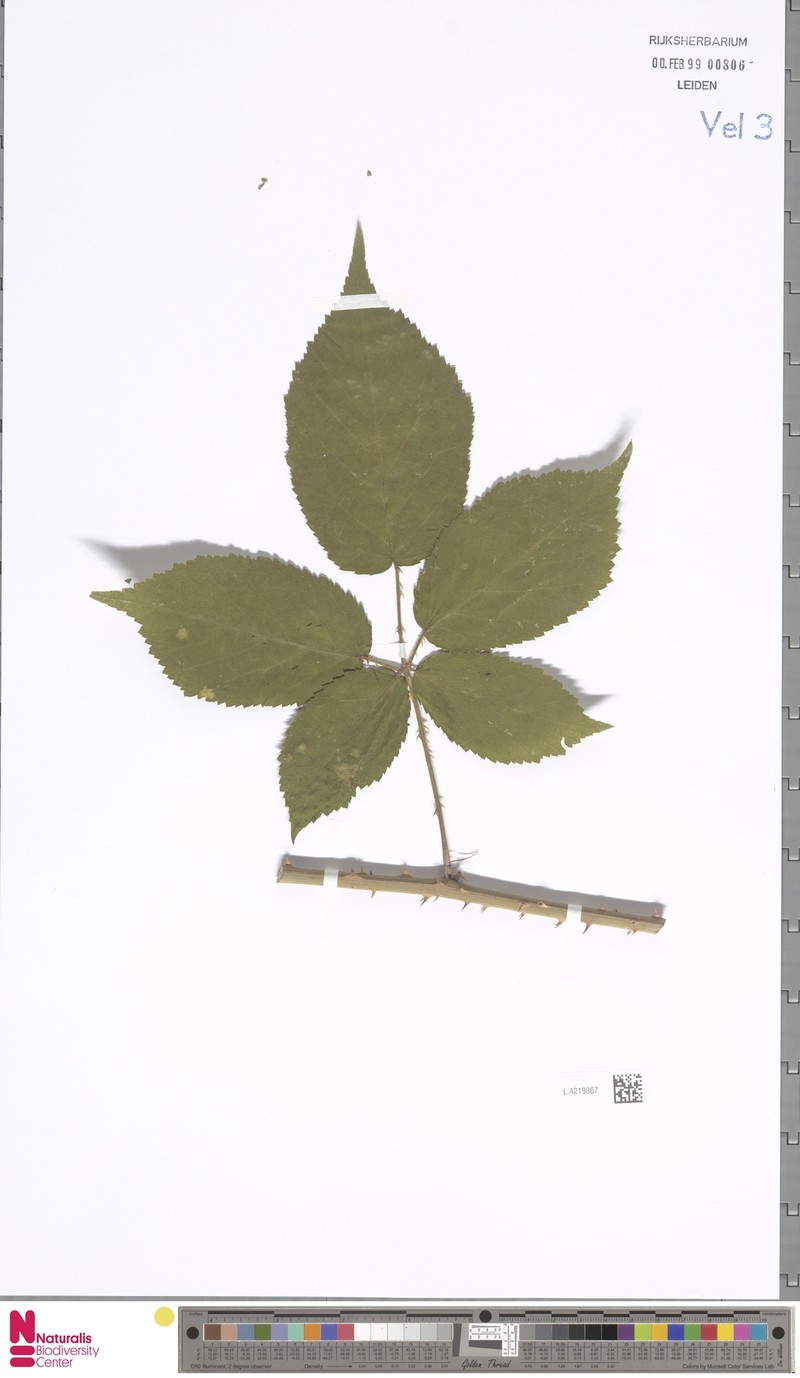 Rubus immodicus photo 5