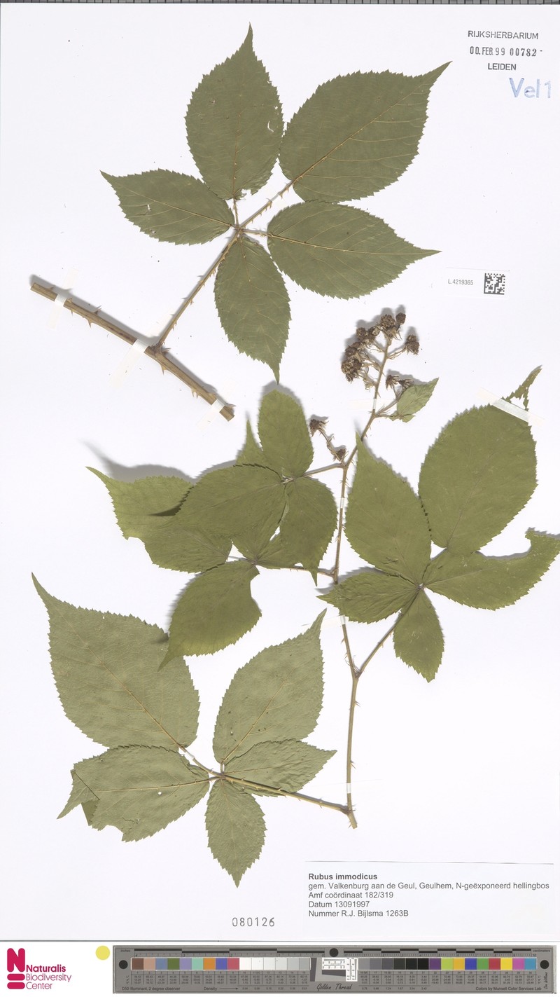 Rubus immodicus photo 6