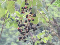 Rubus imperialis