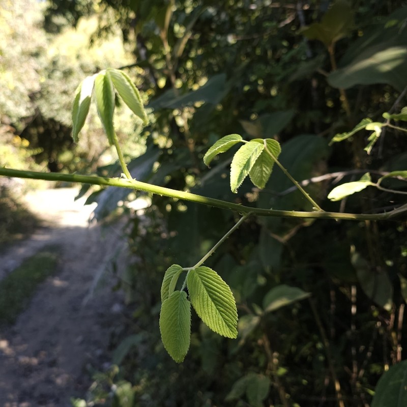 Rubus imperialis photo 2