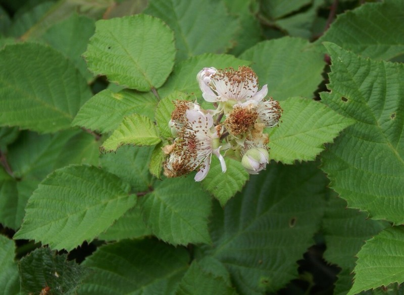 Rubus imperialis photo 3