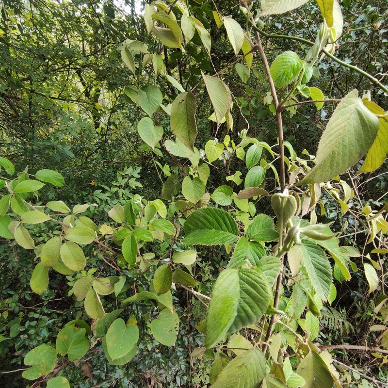 Rubus imperialis photo 4