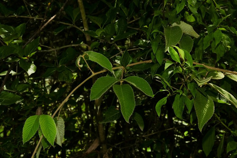 Rubus imperialis photo 5