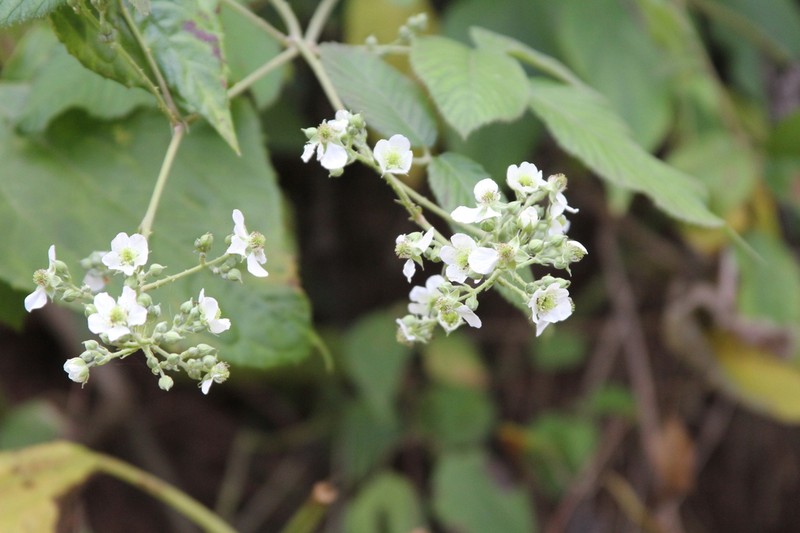 Rubus imperialis photo 6