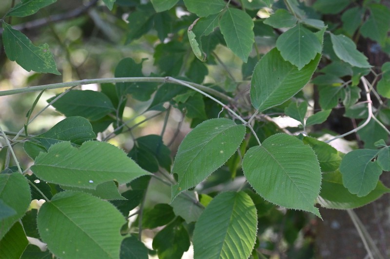 Rubus imperialis photo 7