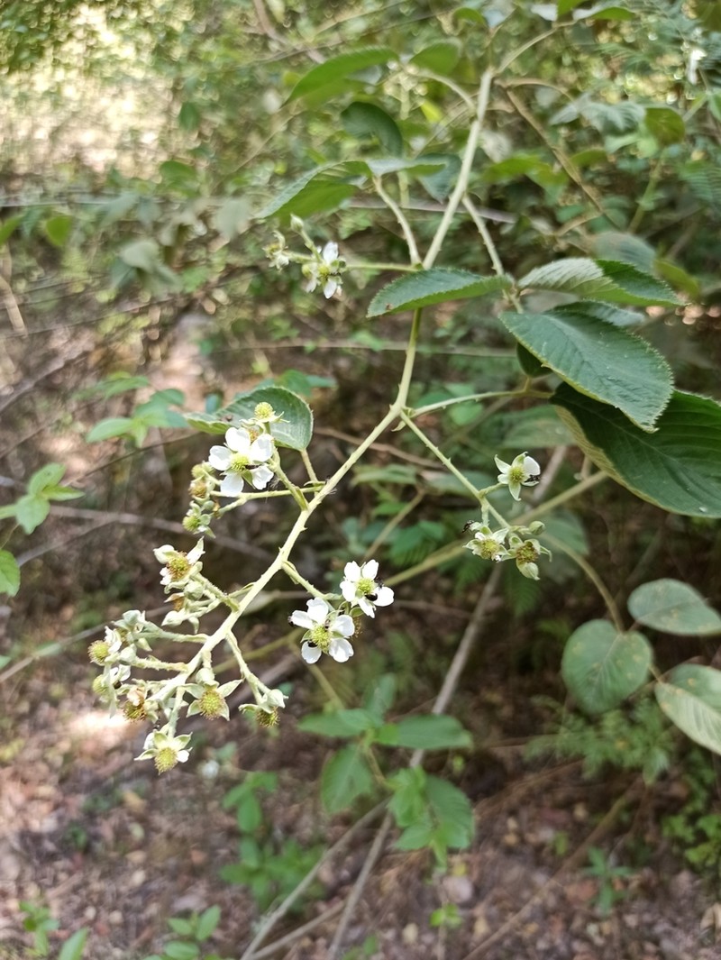 Rubus imperialis photo 8
