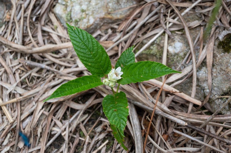 Rubus impressinervus
