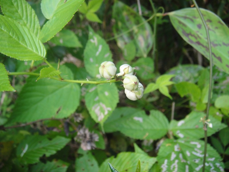 Rubus impressinervus photo 2