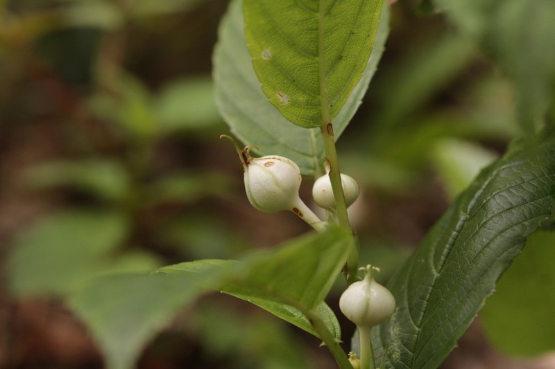 Rubus impressinervus photo 3