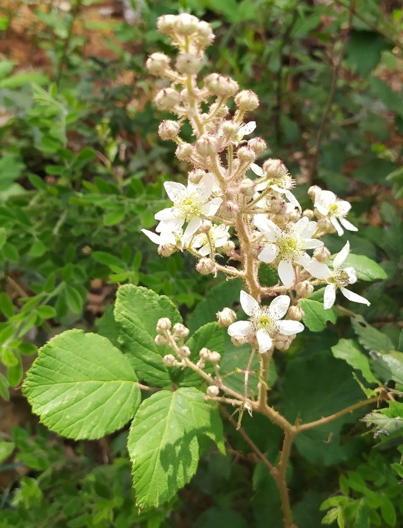 Rubus incanescens