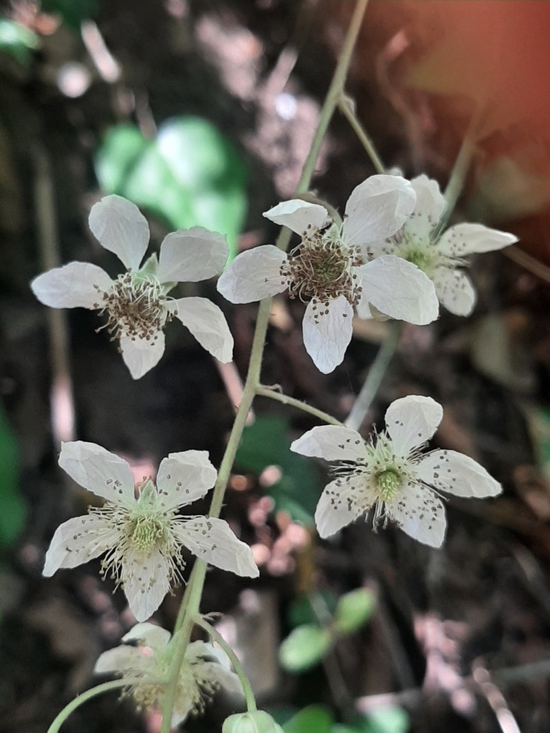 Rubus incanescens photo 2