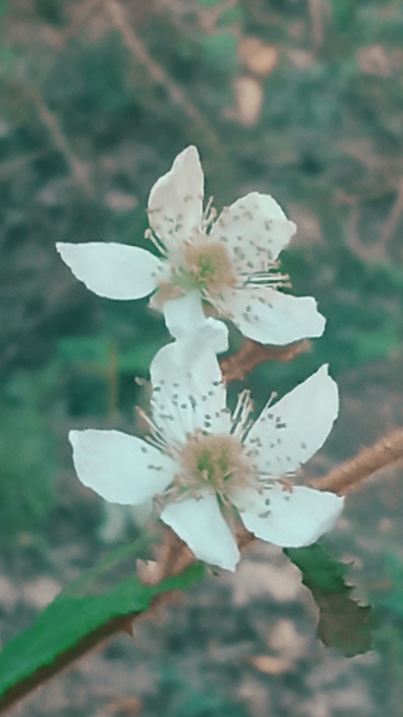 Rubus incanescens photo 3