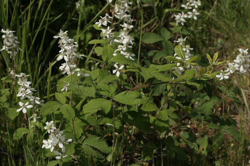 Rubus incanescens photo 4