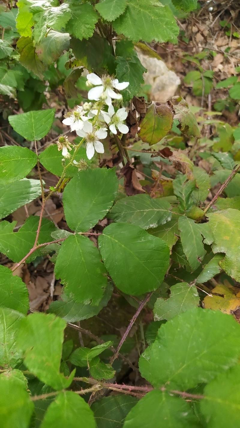 Rubus incanescens photo 5