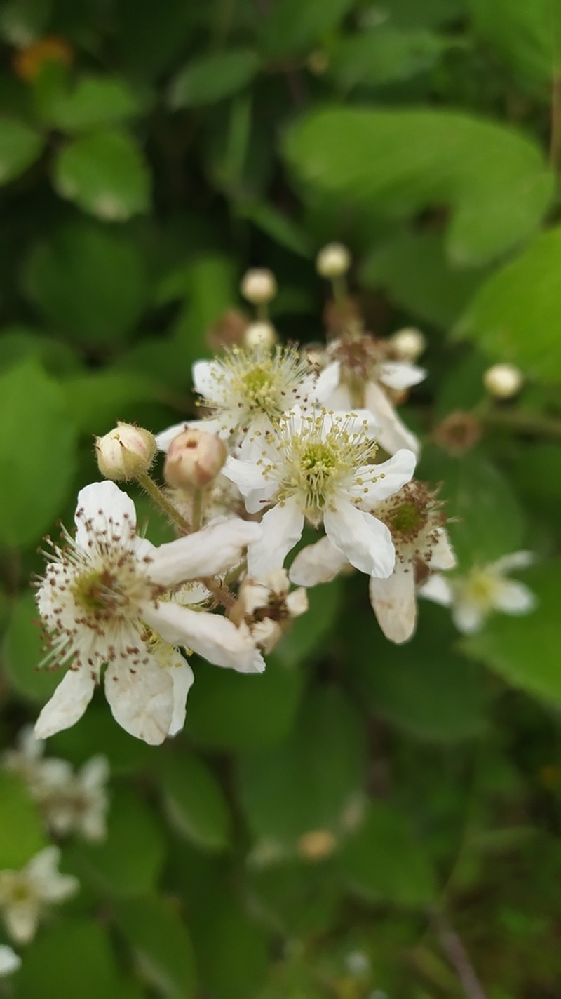 Rubus incanescens photo 6