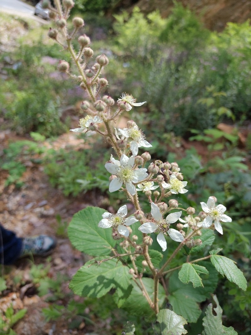 Rubus incanescens photo 7