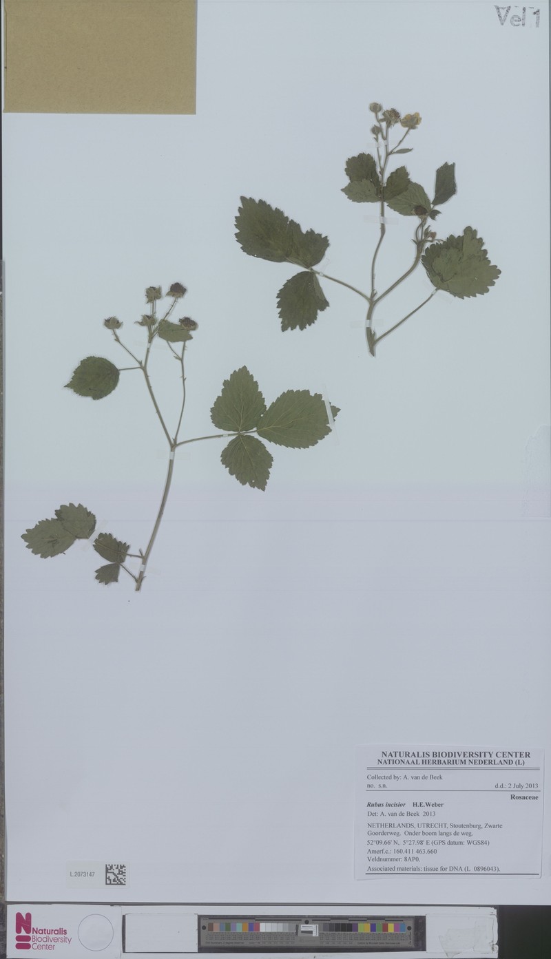 Rubus incisior