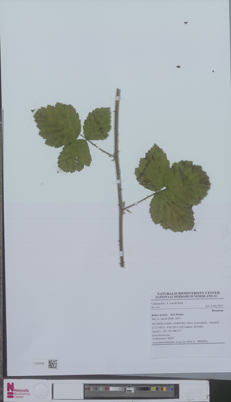 Rubus incisior photo 2